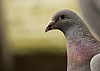 (c) a. boecking - bild 1.JPG